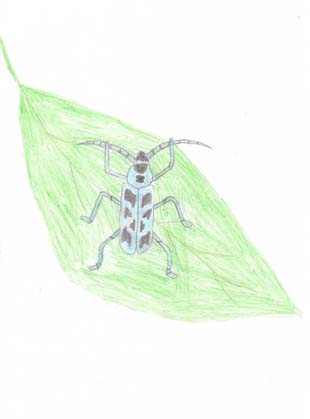 Коробова Дарья Ивановна
